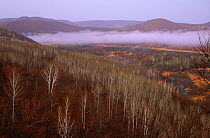 Morning mist over winter woodland, Ussuriland, Primorsky, Far East Russia