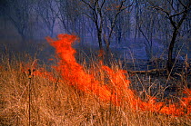 Forest fire, Kedrovapad NR, Ussuriland, Primorsky, Far East Russia