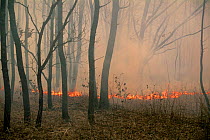 Forest fire within Kedrovapad NR, Primorsky region, Ussuriland, Far East Russia