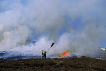 Man beating ground during the burning of gorse/heather on the moor, Glen Shee, Scotland