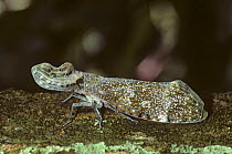 Peanuthead bug on tree trunk (Fulgora latenaria) Tambopata Reserve, Peru