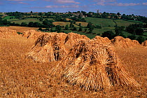 View towards Colerne with stooks of wheat grown for thatching straw, Wilts, UK
