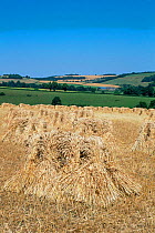 View towards Colerne with stooks of wheat grown for thatching straw, Wilts, UK