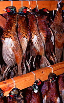 Dead Pheasants {Pheasant colchicus} hanging in food larder after successful hunt, UK