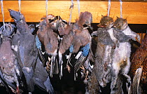 Gamekeeper's catch - pigeons, jays and grey squrrels, which can prey on game birds eggs and chicks, UK