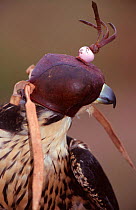 Peregrine Falcon wearing hood {Falco peregrinus} used in falconry practice, UK