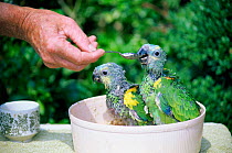 Blue Fronted Amazon parrots, nestlings 6-weeks, hand reared for pet trade {Amazona aestiva} UK, Captive