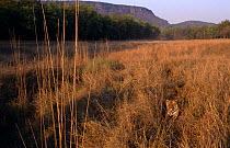 Bengal tiger {Panthera tigris tigris} in long grass,  Bacchi's adolescent male tiger cub (20-22 months) Bandhavgarh NP, India