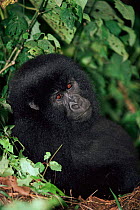 Mountain gorilla {Gorilla g beringei} juvenile, Democratic Rep of the Congo, Africa