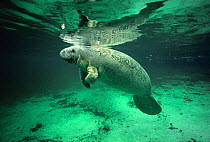 Florida manatee {Trichechus manatus latirostris} floating in warm spring water, Florida, USA