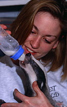 Badger cub being bottle fed {Meles meles} animal rescue centre, Somerset, UK