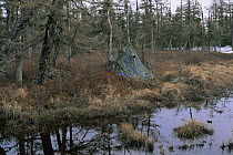 Camouflage tent for filming Hooded crane {Grus monacha} Primorsky, Far East Russia