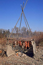 Freshwater locally caught fish being smoked in traditional way, Primorsky region, Far East Russia (Ussuriland).