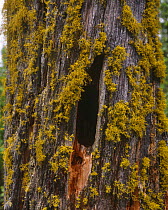 Staghorn lichen {Letharia vulpina} on 500 year old pine trunk. Sweden