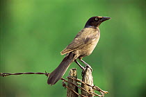 Common Grackle {Quiscalus quiscula} perching on post, Wisconsin, USA.