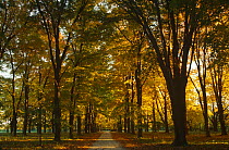 Sugar maple avenue in autumn {Acer saccharum} Wisconsin