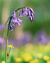 Bluebell {Hyacinthoides non-scripta} with mating ladybirds on stem  England, UK