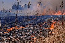 Man made fire sweeping across prairie farmland, crop land management practice, Wisconsin, USA