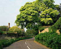 Road Winding through Oxfordshire village, UK.