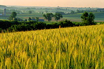 Field of wheat Wisconsin, USA