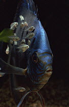 Male Discus fish {Symphysodon discus} with its fry feeding off slime on his body.
