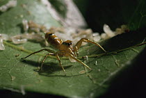 Jumping Spider eating ant larva {Salticidae} Australia