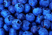 RF- Blueberries (Vaccinium sp), Wisconsin, USA. (This image may be licensed either as rights managed or royalty free.)
