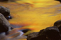 Autumn colours reflected in stream, Michigan, USA