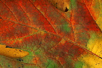 Close-up of autumn leaf changing colour, USA