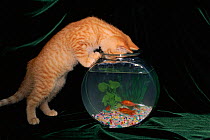 Domestic cat investigating goldfish bowl, USA