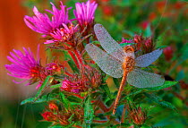 Dragonfly on plant covered with dew  USA