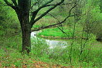 Oak tree (Quercus sp) beside creek in late spring, Wisconsin, USA, sequence 2 / 6