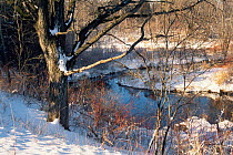 Snow covered Oak tree (Quercus sp) beside creek in early winter, Wisconsin, USA, sequence 6 / 6