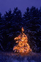 Christmas tree on edge of coniferous forest Wisconsin, USA