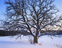 White oak tree {Quercus alba} in winter. Wisconsin, USA