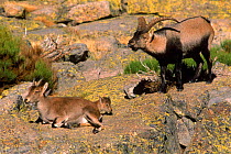 Spanish ibex {Capra pyrenauca} male courtship display to female with calf, Spain