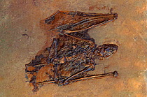 Fossil of Eocene era bat {Palaeochiropteryx tupaiodon} Messel, Germany