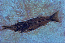Fossil of fish, {Mioplosus labracoides} eating {Knightia spp}, Green River Farm, Wyoming, USA