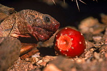 Desert tortoise {Gopherus agassizi} eating prickly pear fruit, Arizona