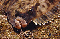 Plaice fish face (Pleuronectes platessa) UK