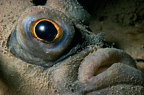Plaice fish face close-up {Pleuronectes platessa} Atlantic off  UK