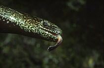 Slow worm flicking tongue {Anguis fragilis} UK