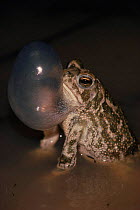 Great plains toad {Bufo cognatus}, male calling to attract female, Arizona, USA