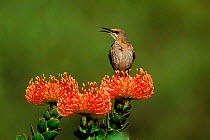Cape sugerbird {Promerops cafer} on Pincushion {Laucospermum spp}, South Africa