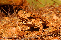 Regal horned lizard {Phrynosoma solare} Sonoran Desert, Arizona, USA