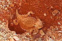 Regal horned lizard {Phrynosoma solare} female digging nest burrow, Sonoran Desert, Arizona