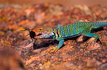 Collared lizard {Crotaphytus collaris} eating darkling beetle, Colorado, USA