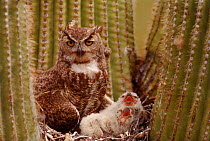 Great horned owl {Bubo virginianus} on nest with young in saguaro cactus, Arizona, USA