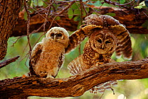 Mother and young spotted owl, Mexican subspeices {Strix occidentalis lucida}, Mexico
