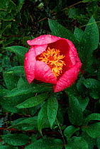 Peony {Paeonia officinalis} flower after rain, Spain